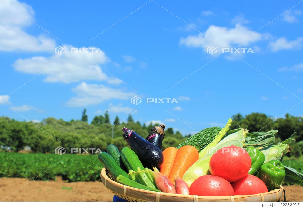 野菜のある風景